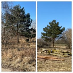 Pożeracz zarośli - Porównanie terenu przed i po wycince drzew: po lewej zarośnięty teren z wysoką trawą, po prawej wykarczowany fragment z ułożonymi pniami drzew na ziemi, błękitne niebo.