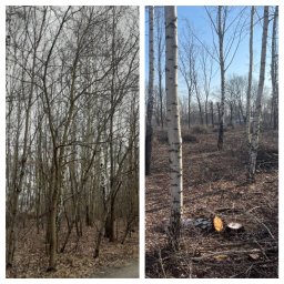 Pożeracz zarośli - Porównanie lasu przed i po wycince drzew, widoczne pnie ściętych brzóz oraz pozostałości po gałęziach.