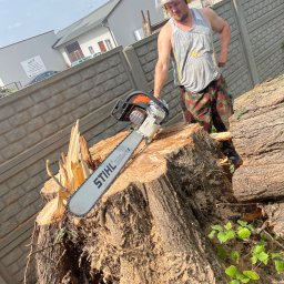 Pożeracz zarośli - Mężczyzna w ochronnych okularach i słuchawkach, tnący pień drzewa piłą spalinową Stihl, w tle budynek i betonowe ogrodzenie.