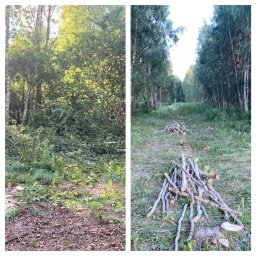 Pożeracz zarośli - Dwa kadry: pierwszy przedstawia zarośnięty teren leśny po wycince, z widocznymi pniami i gałęziami na ściółce; drugi ukazuje ścieżkę w lesie z ułożonymi stosami pociętych gałęzi i pniaków.