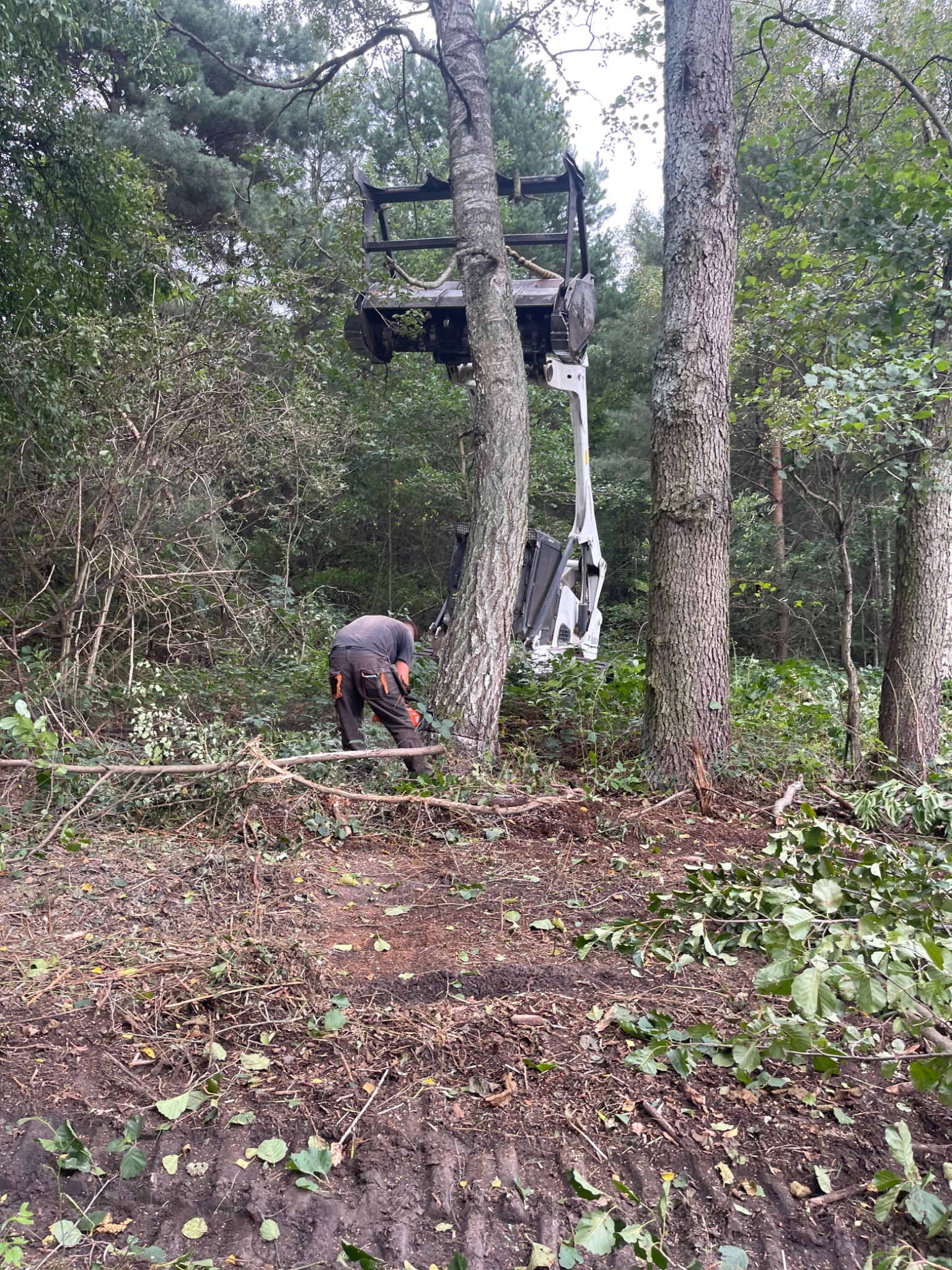 Operator w pomarańczowych spodniach tnie drzewo piłą łańcuchową, wspomagany przez maszynę do podnoszenia drewna w lesie.
