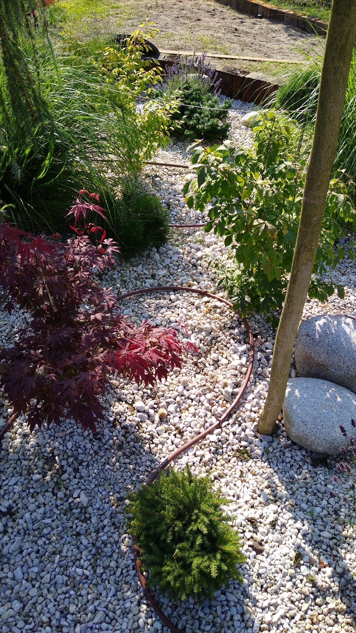 Fragment ogrodu z białymi kamykami, drzewem, krzewami (w tym bordowym klonem palmowym) i brązowym wężem nawadniającym.