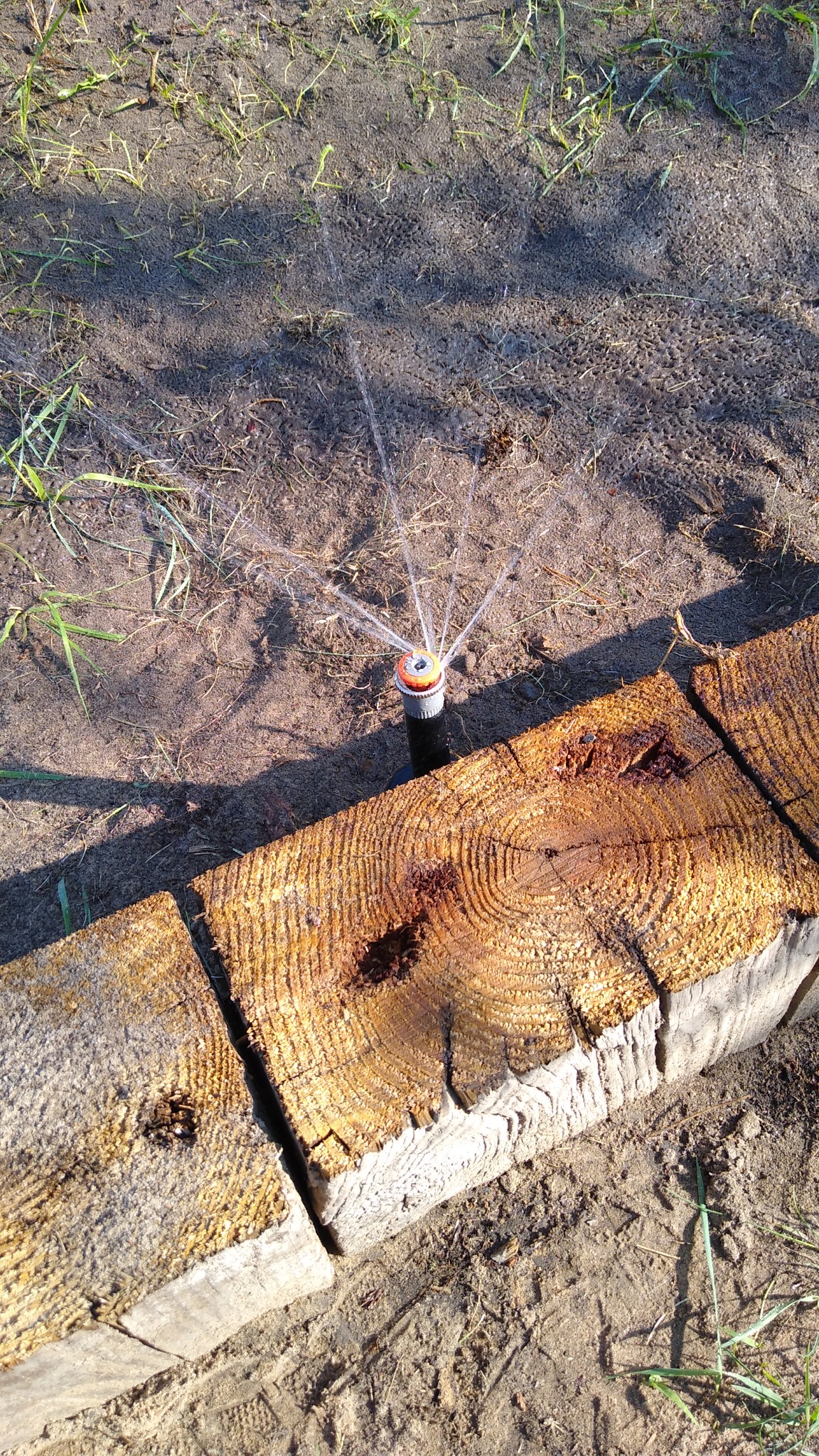 Zraszacz ogrodowy w akcji, umieszczony obok drewnianych bali, nawadniający świeżo posianą trawę na piaszczystej glebie.