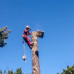Arborysta w czerwonym kombinezonie, zabezpieczony linami, tnie pień drzewa, w tle błękitne niebo i korony drzew.