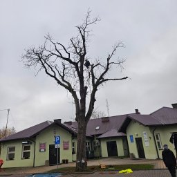 ADA-CAR-24 complete ADAM GAŃKO - Arborysta w koronie wysokiego, nagiego drzewa, zabezpieczony linami, przygotowuje się do cięcia gałęzi; w tle budynek z parkingiem i pochmurne niebo.