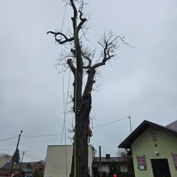 ADA-CAR-24 complete ADAM GAŃKO - Dwóch arborystów w Dębem Wielkim, zabezpieczonych linami, pracuje na wysokościach przy usunięciu konarów z wysokiego, ogołoconego z liści drzewa. Na chodniku leży odcięty kawałek pnia.