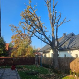 Sadzenie drzew i krzewów Mińsk Mazowiecki