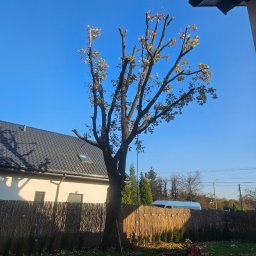 Pielęgnacja ogrodów Dębe Wielkie 4