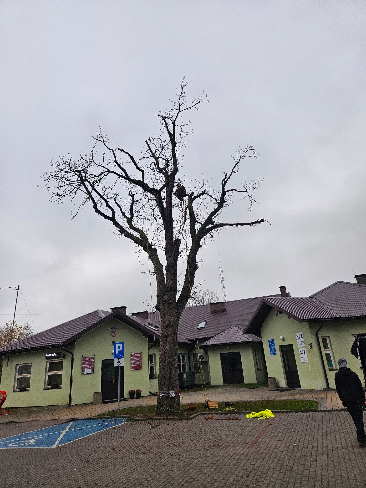 Arborysta w koronie wysokiego, nagiego drzewa, zabezpieczony linami, przygotowuje się do cięcia gałęzi; w tle budynek z parkingiem i pochmurne niebo.