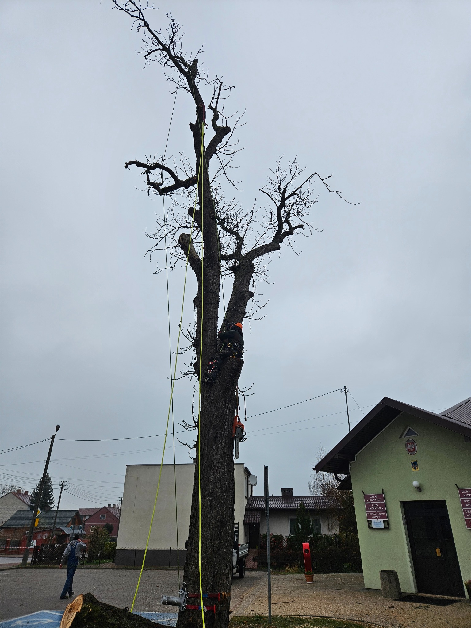 Dwóch arborystów w Dębem Wielkim, zabezpieczonych linami, pracuje na wysokościach przy usunięciu konarów z wysokiego, ogołoconego z liści drzewa. Na chodniku leży odcięty kawałek pnia.