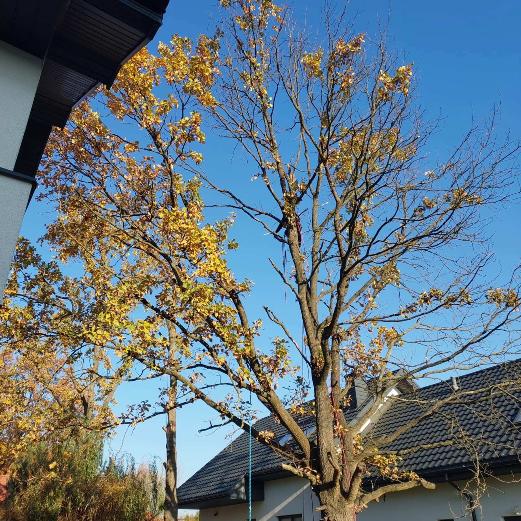 Drzewo z żółtymi liśćmi częściowo ogołocone z gałęzi, liny zabezpieczające na pniu, widok na dom z ciemną dachówką w słoneczny dzień.