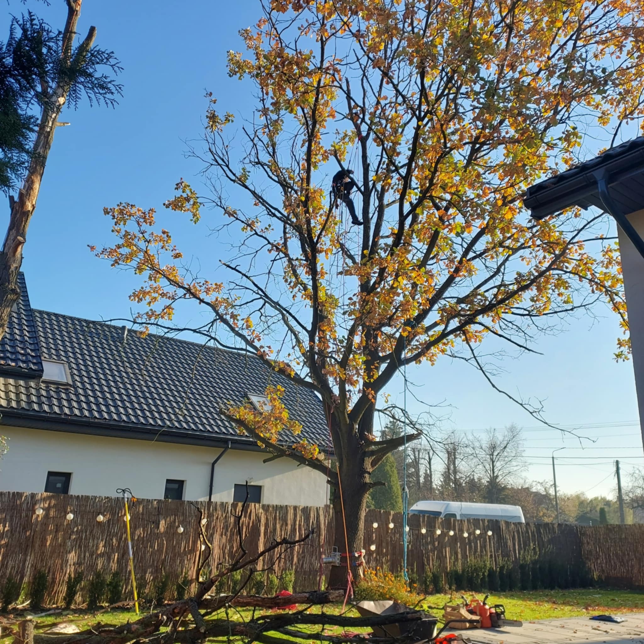 Arborysta w uprzęży, przywiązany linami, przycina wysokie drzewo z żółtymi liśćmi, z widocznymi obciętymi gałęziami na trawniku, piłą łańcuchową i budynkiem w tle.