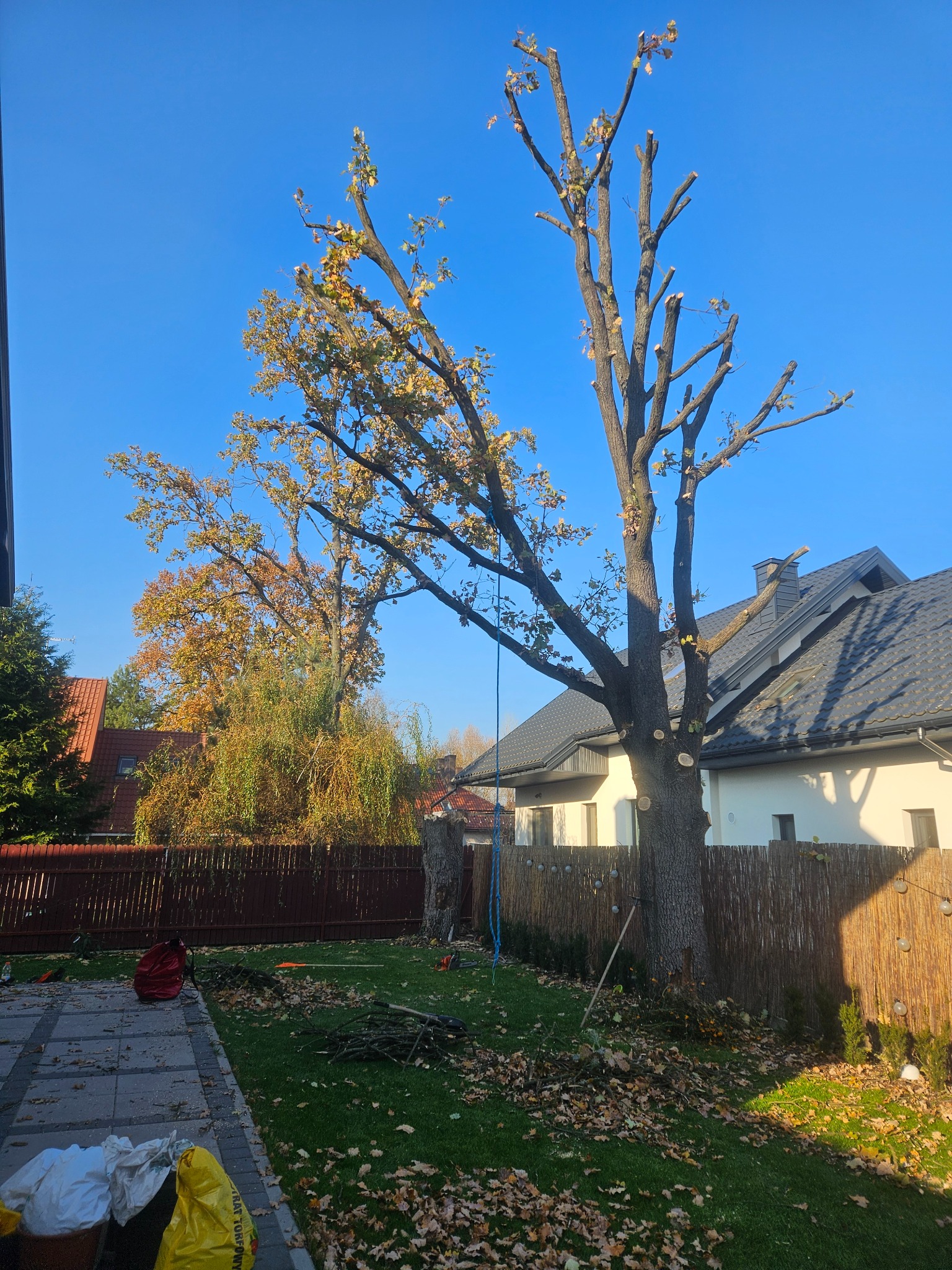 Drzewo po przycięciu gałęzi, widoczne ślady cięcia, na trawniku leżą odcięte gałęzie i liście, w tle dom z szarą dachówką i błękitne niebo.