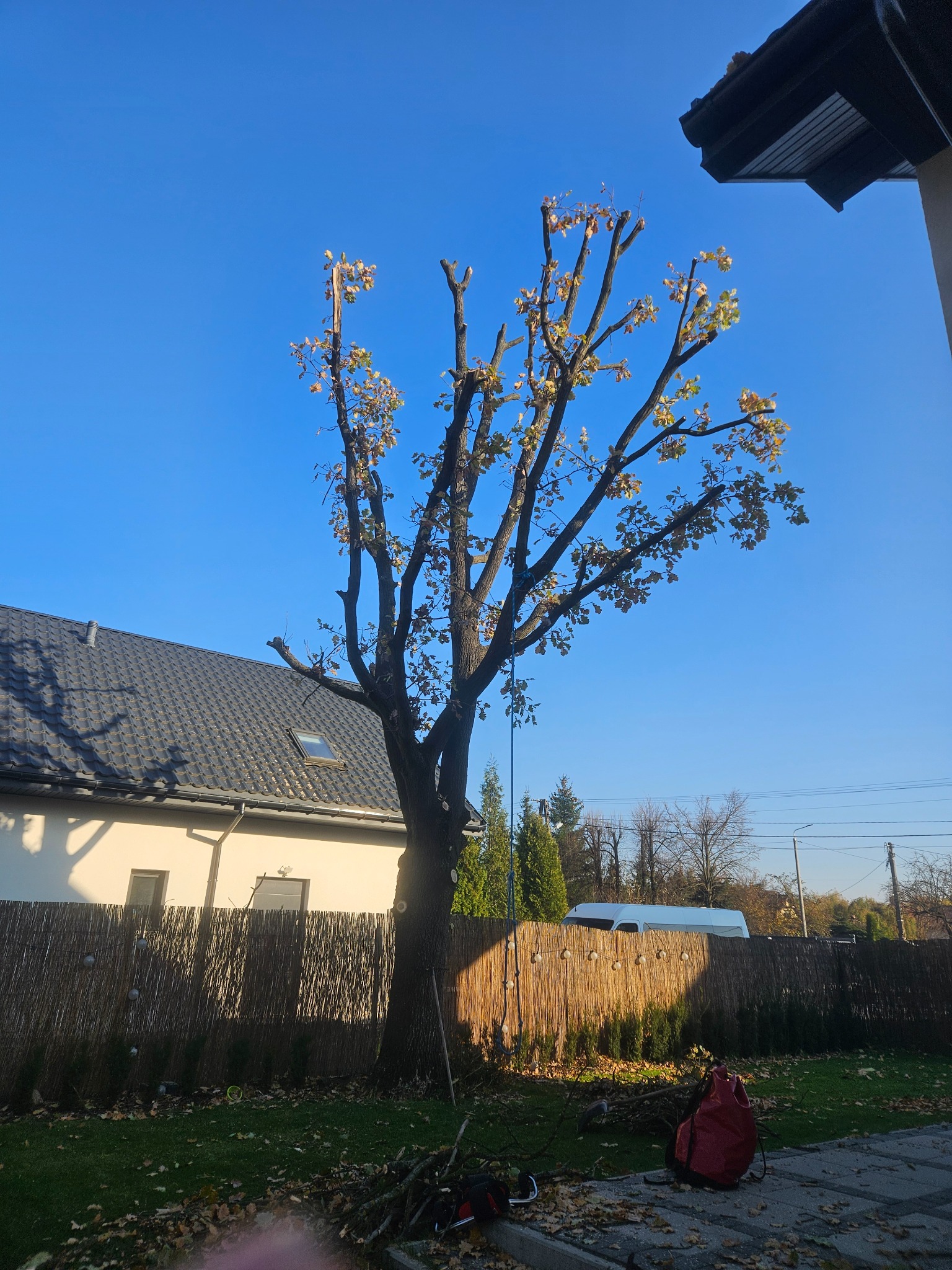 Drzewo po przycięciu gałęzi, z widocznymi świeżymi cięciami i pozostawionymi liśćmi na końcach gałęzi, leżące na ziemi gałęzie, czerwony plecak i piła spalinowa, w tle dom i drewniany płot.