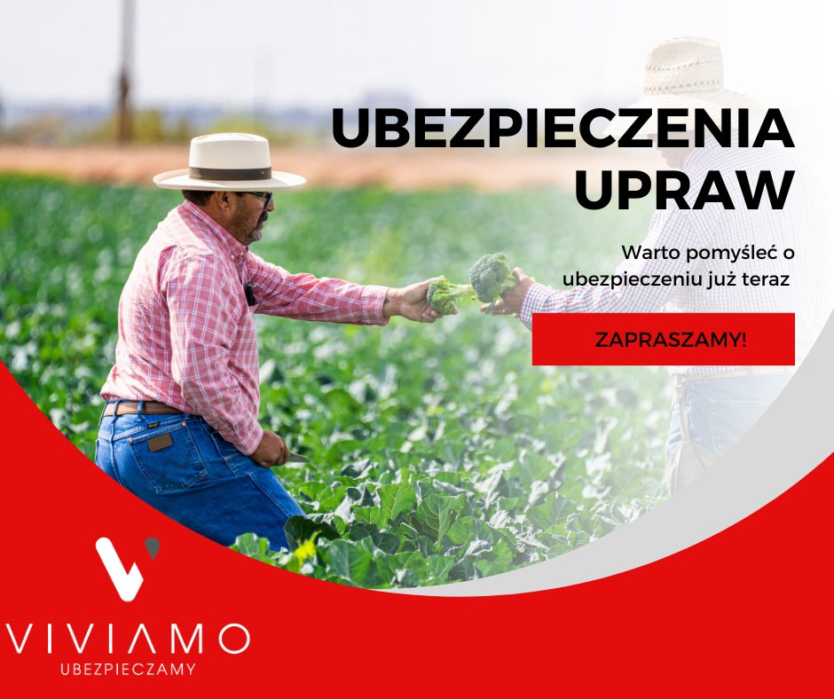 Dwóch rolników w kapeluszach ogląda plony brokułów na polu; reklama z tekstem 'Ubezpieczenia upraw'.