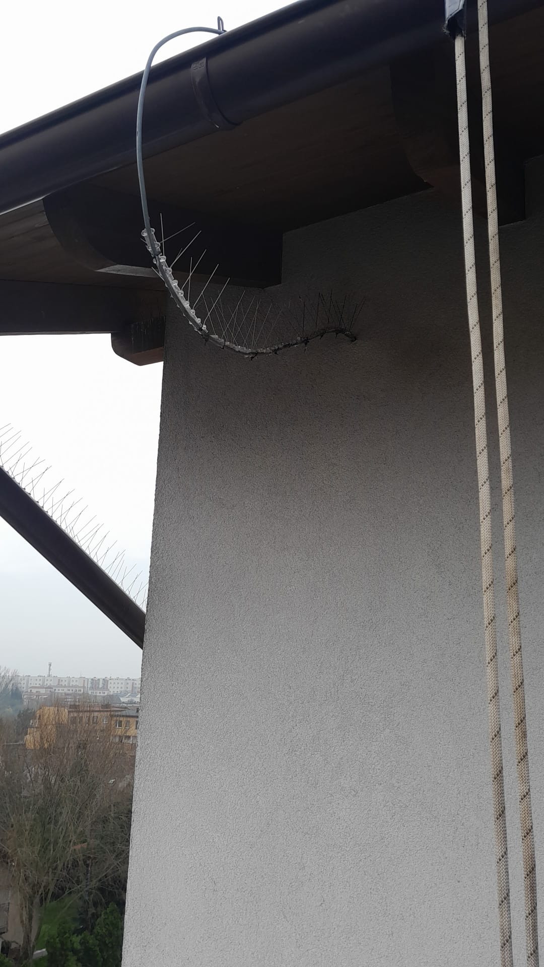 Zamontowane kolce przeciw ptakom na rynnie, zabezpieczenie przed gołębiami na krawędzi dachu, widok z dołu na szary budynek i miasto w tle.