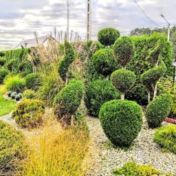 Garden Service Ogrody Adrian Kowal - Założenie rabaty z iglaków formowanych przez nas raz w roku .