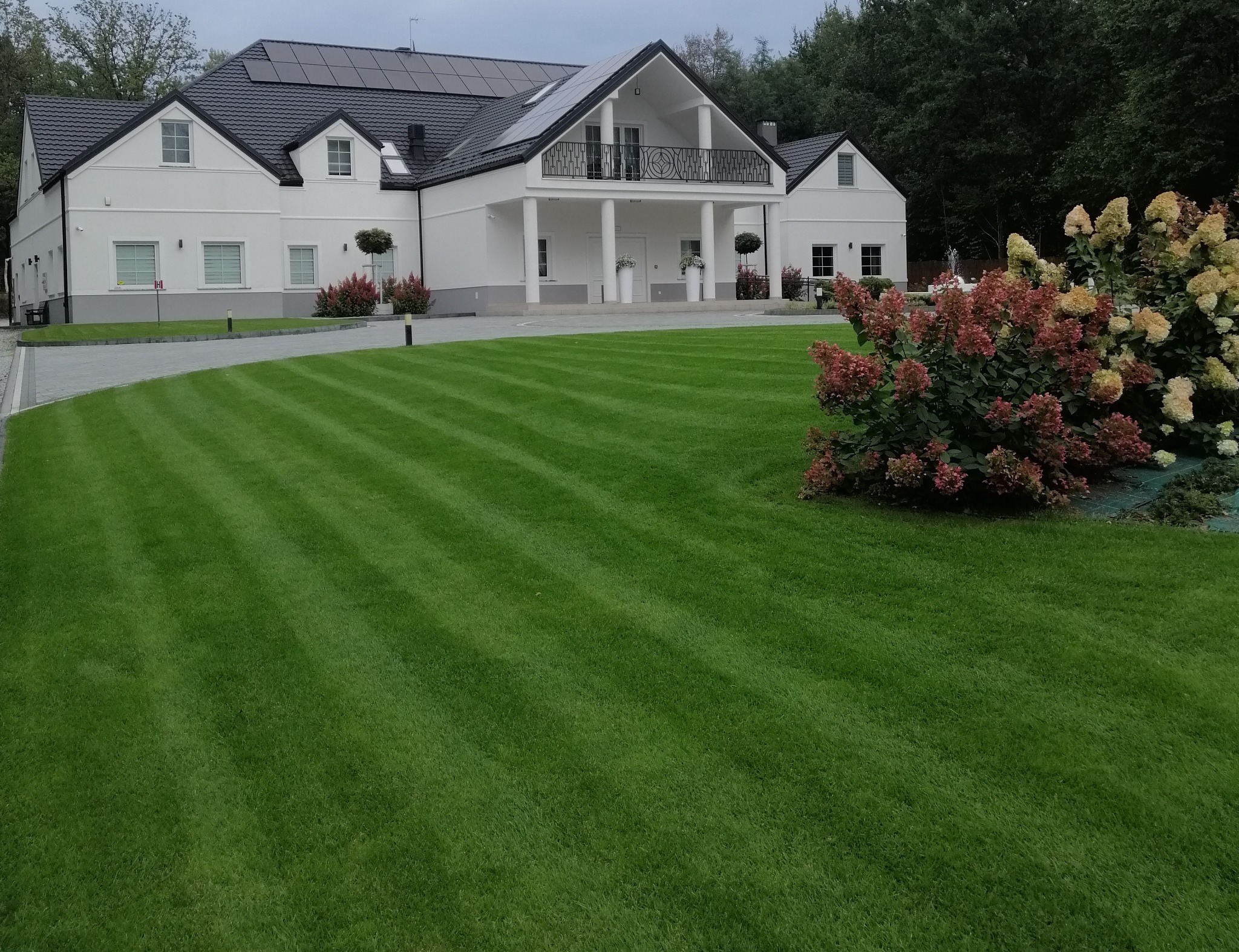 Perfekcyjnie skoszony trawnik z pasami przed nowoczesnym domem z panelami słonecznymi i kolumnami. Krzewy hortensji dodają koloru.