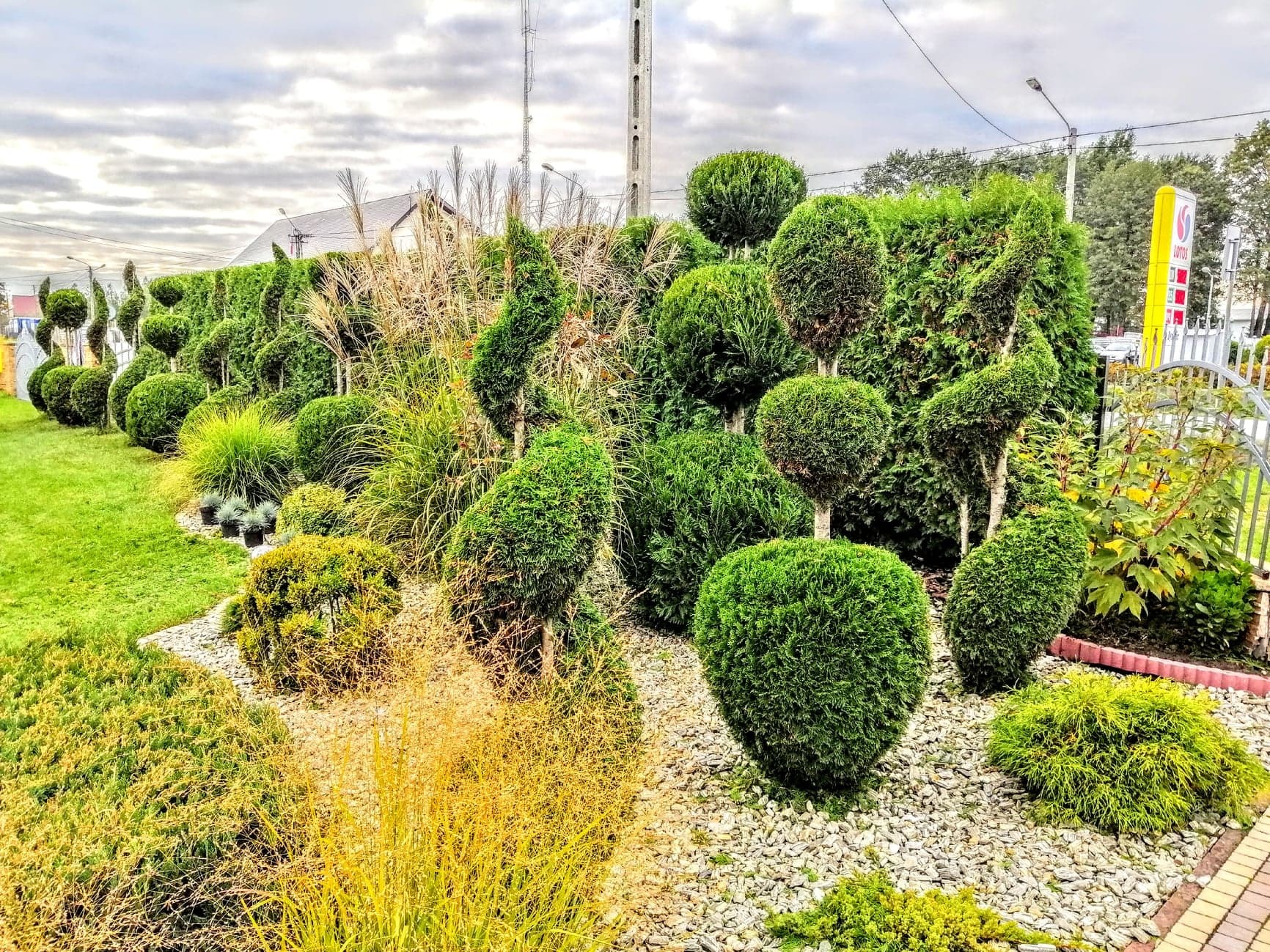 Założenie rabaty z iglaków formowanych przez nas raz w roku .