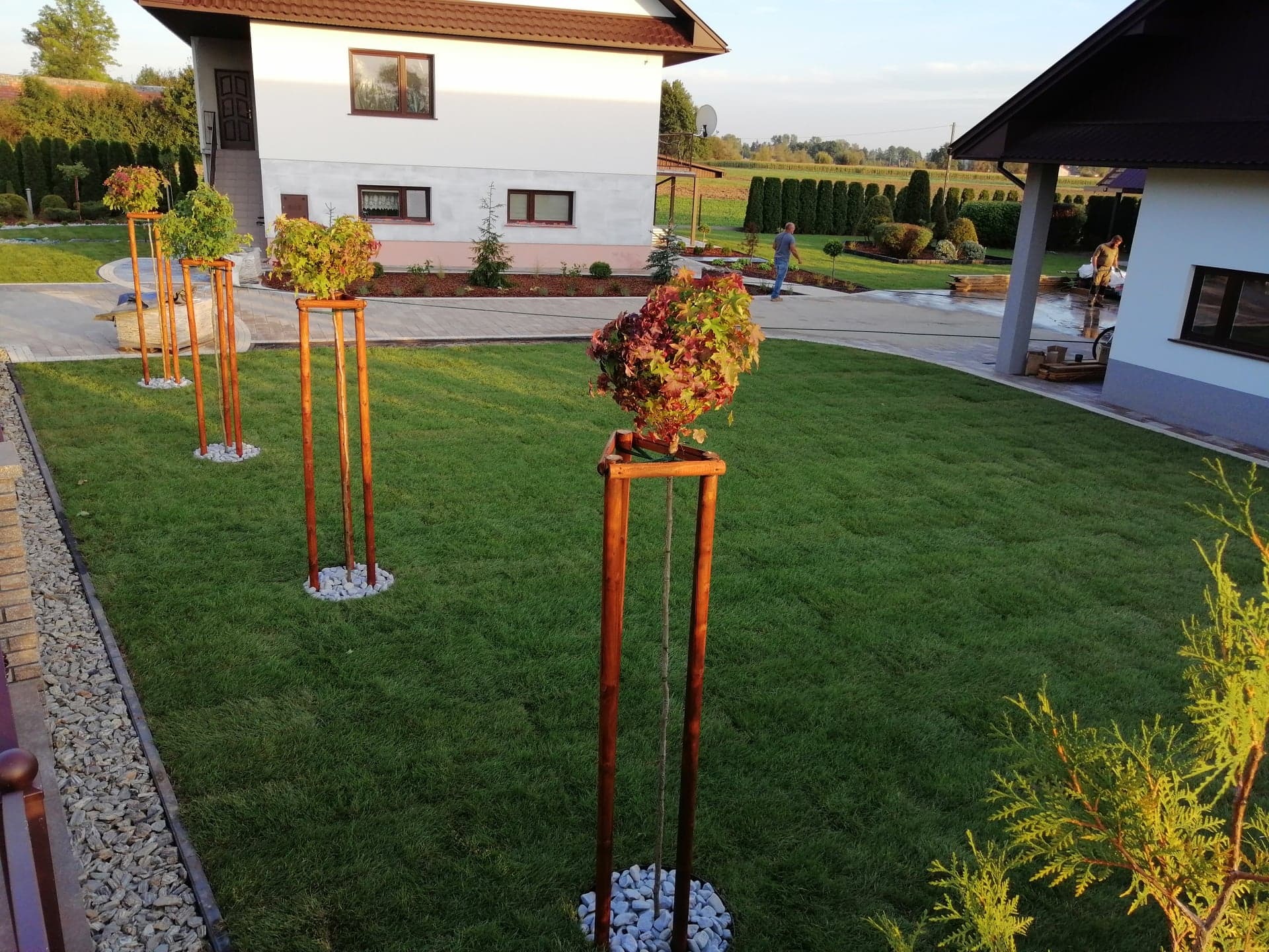 Utrzymany trawnik z młodymi drzewkami w drewnianych podporach, otoczonych białymi kamieniami, na tle dwóch domów i zadbanego ogrodu.