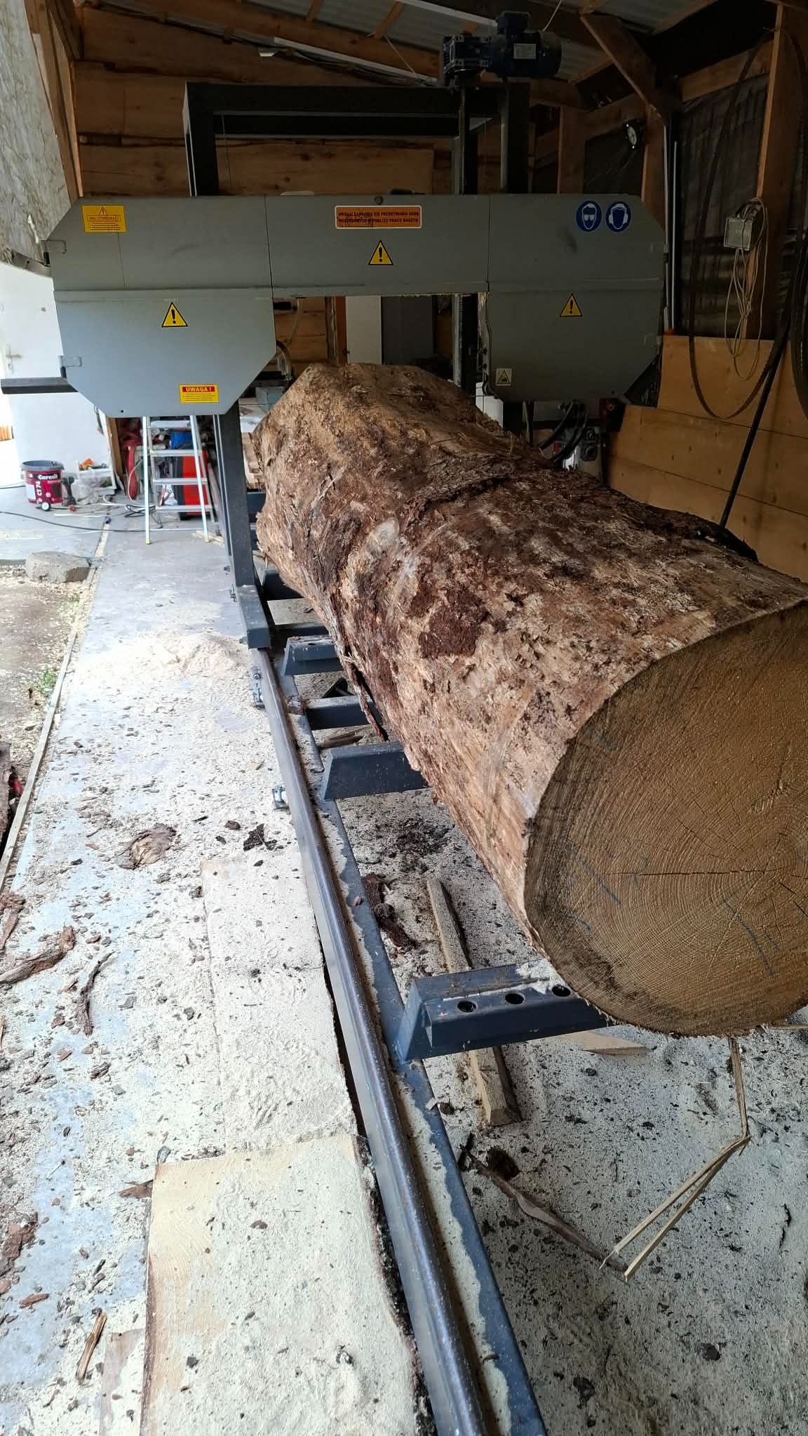 Kłoda drewna na traku taśmowym w tartaku, przygotowana do cięcia. Widoczne ostrze piły i drewniane wióry. Surowe drewno z widocznymi słojami.