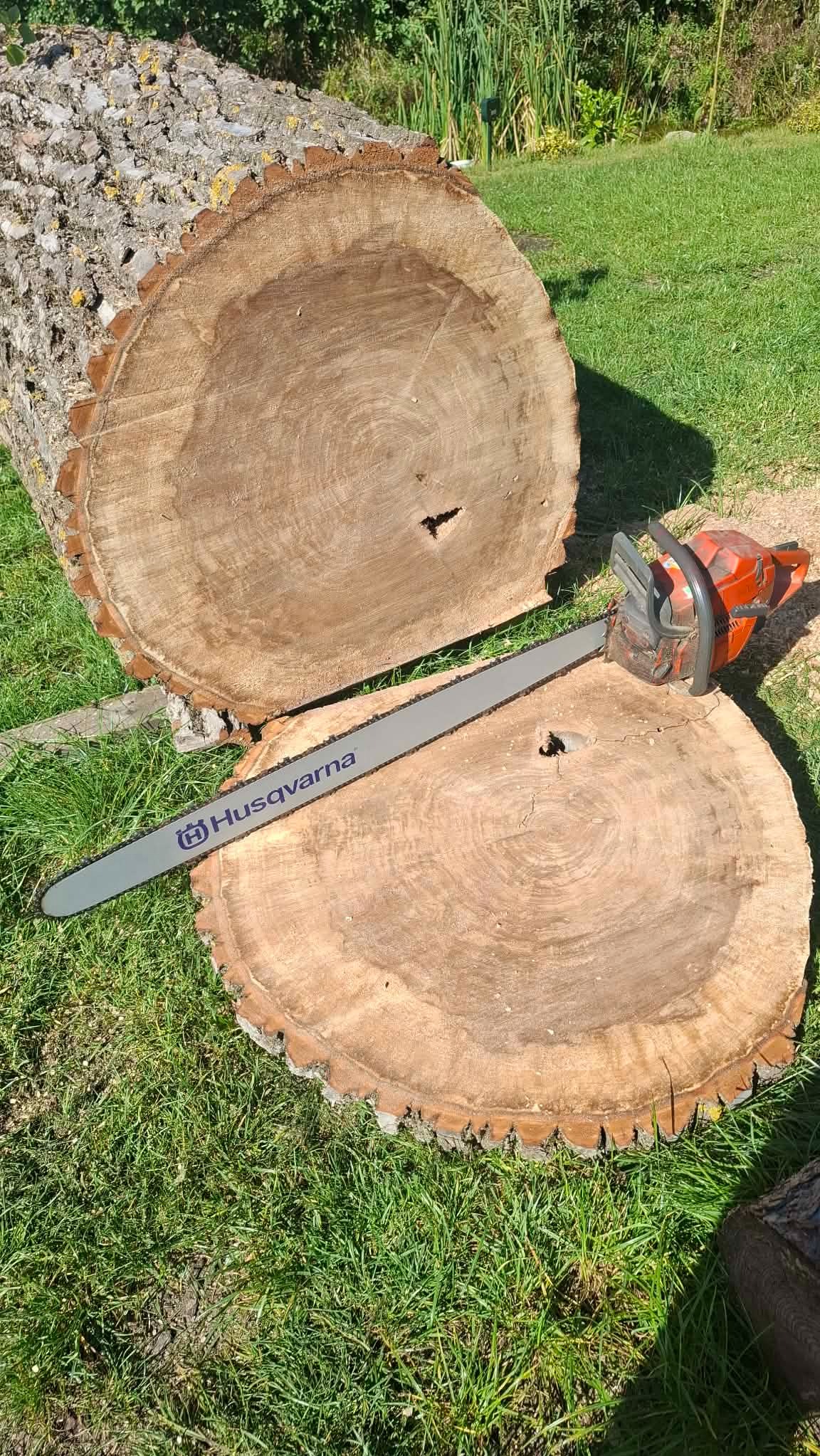 Dwa przecięte pnie drzewa na trawie, z piłą łańcuchową Husqvarna. Widoczne słoje drzewa i świeże cięcie. Kontekst: wycinka drzew lub przygotowanie drewna kominkowego.