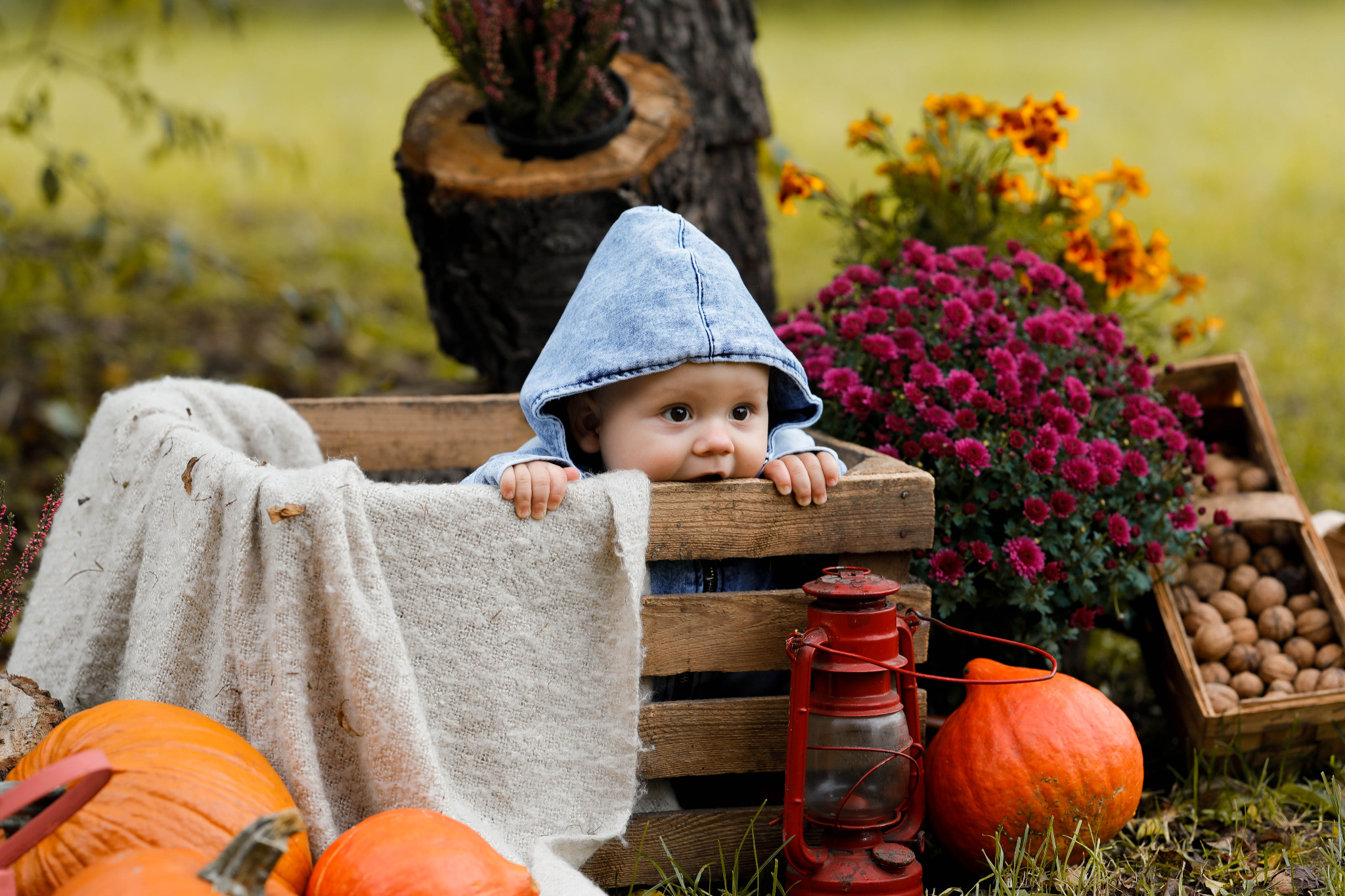 Urocze niemowlę w jeansowej bluzie z kapturem wygląda z drewnianej skrzynki otoczonej dyniami, wrzosem, kwiatami i starą czerwoną latarnią, tworząc jesienną scenerię.