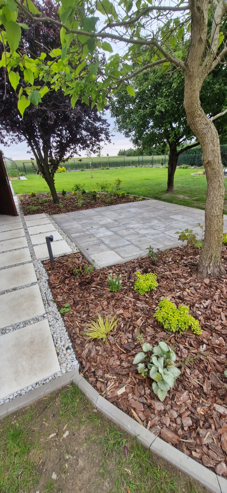Ułożona kostka brukowa tworząca patio, obok rabata z korą i roślinami. W tle trawnik i drzewa, w tym jeden o purpurowych liściach. Ścieżka z płyt.