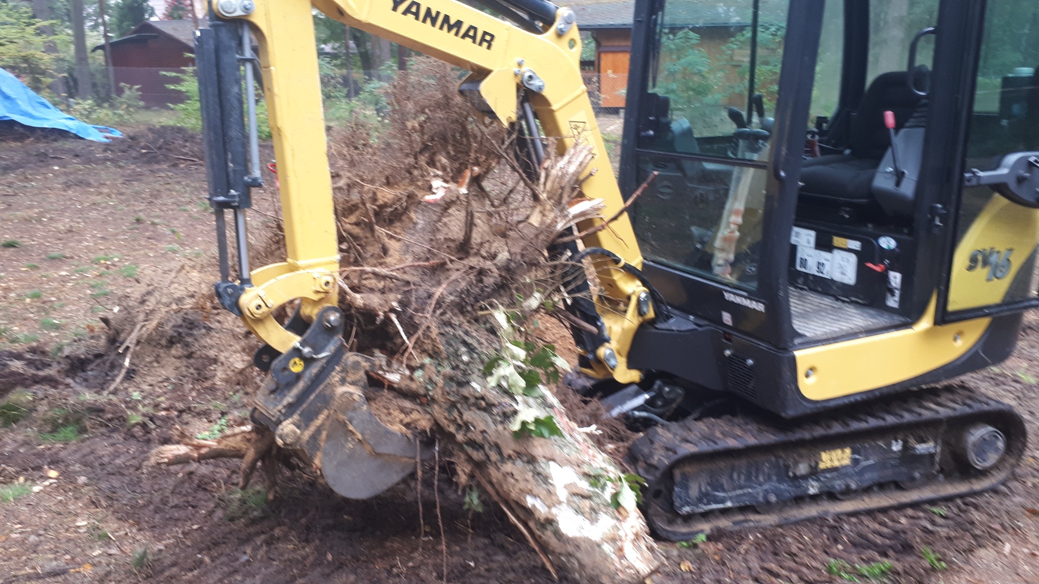 Żółta minikoparka Yanmar z łyżką pełną korzeni i gałęzi, pracująca na grząskim terenie leśnym.