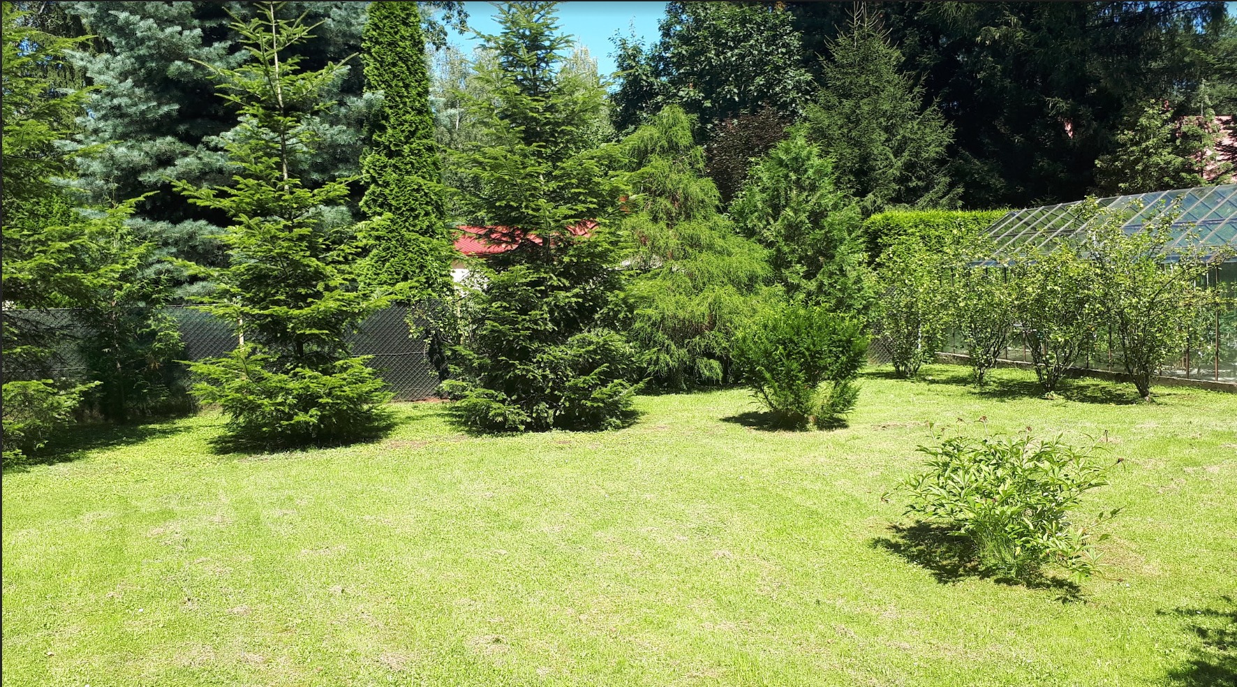 Zadbany trawnik z różnorodnymi drzewami iglastymi i krzewami ozdobnymi, szklarnia w tle