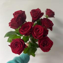 Kwiaciarnia Daria Łopacińska - Dłoń w turkusowym rękawie trzyma bukiet ośmiu ciemnoczerwonych róż na tle białej ściany.