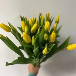 Kwiaciarnia Daria Łopacińska - Dłoń trzyma bukiet żółtych tulipanów na tle białej ściany.