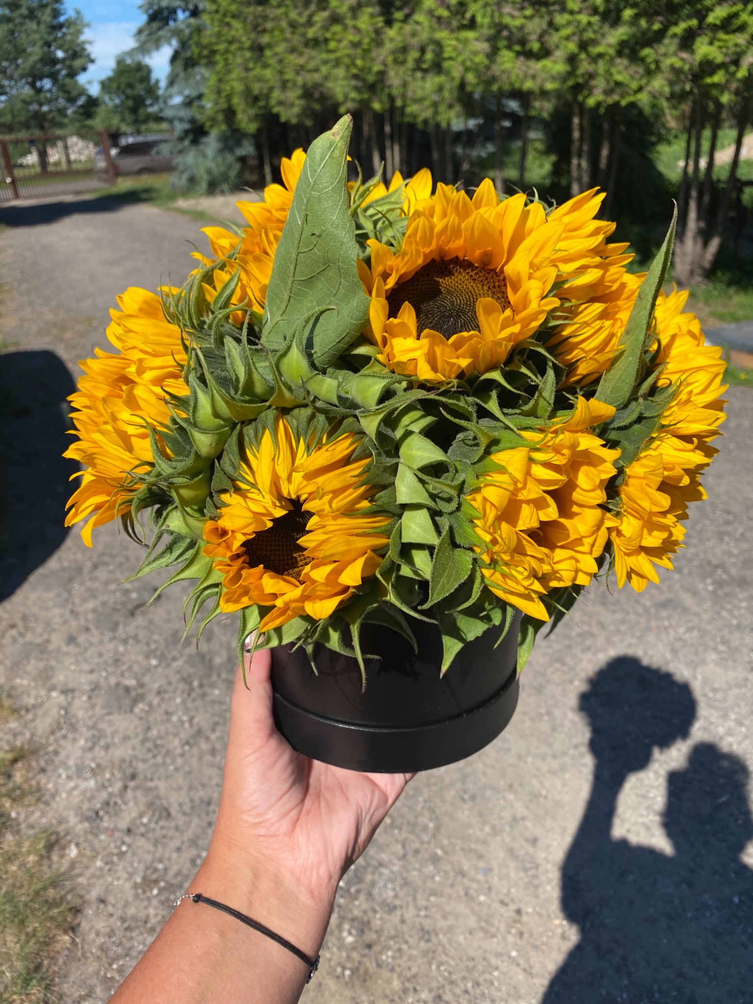 Bukiet słoneczników w czarnym pudełku trzymany w dłoni na tle alejki i zieleni
