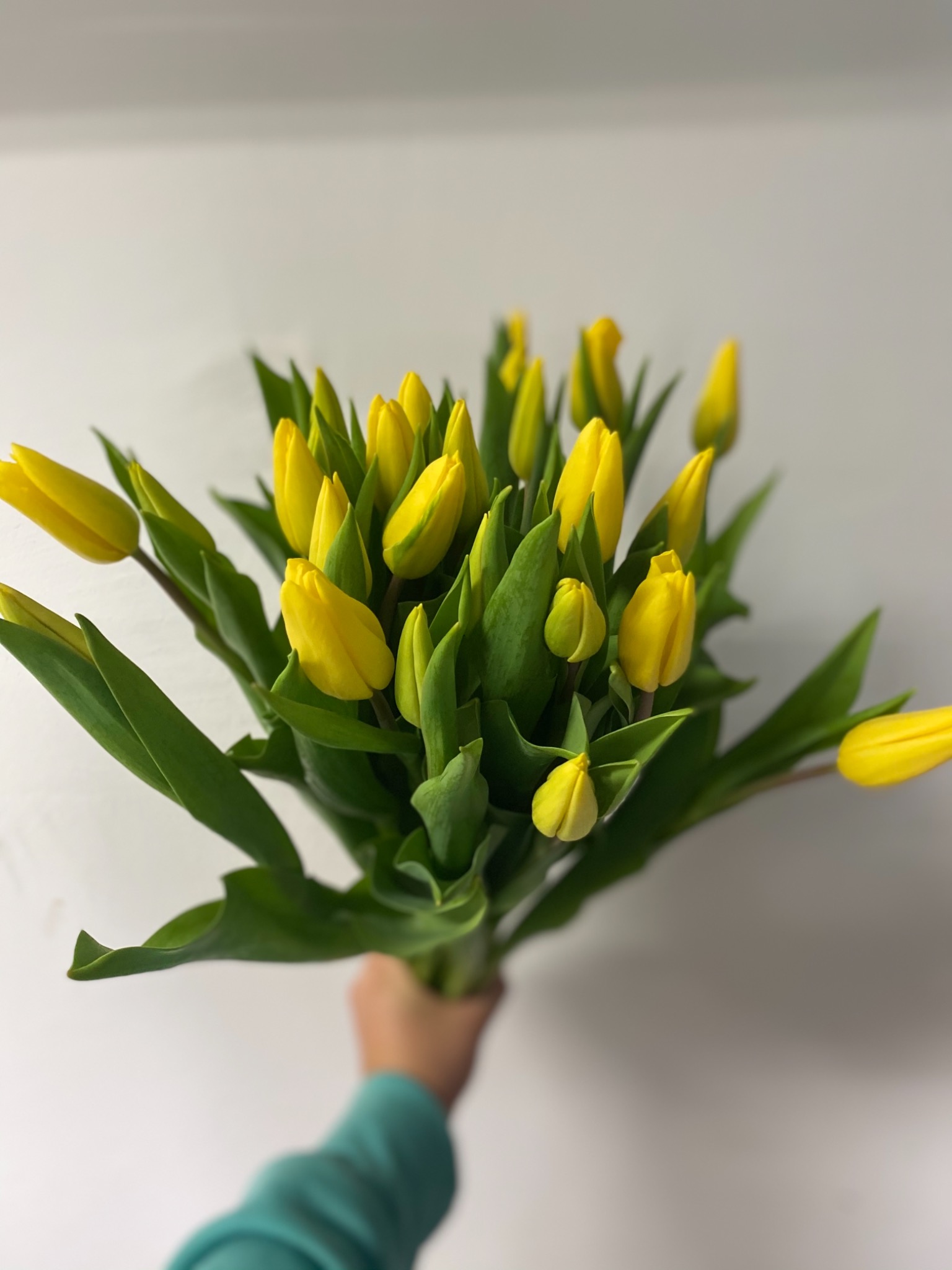 Dłoń trzyma bukiet żółtych tulipanów na tle białej ściany.