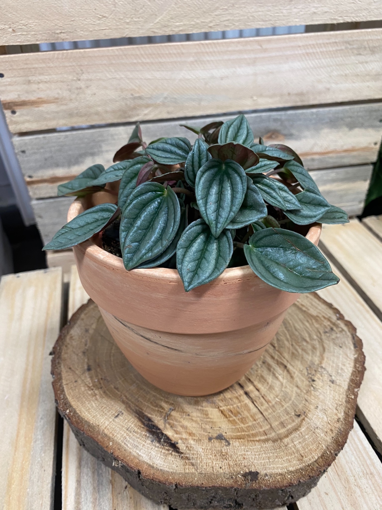 Peperomia w terakotowej doniczce, umieszczona na drewnianym plastrze, na tle drewnianej ściany z desek.