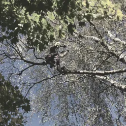 Arborysta w kasku, zabezpieczony linami, siedzi na gałęzi brzozy i pracuje na wysokości, widok z dołu na tle błękitnego nieba i liści drzew.