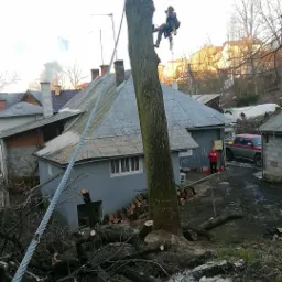 Arborysta na linie tnący gałęzie wysokiego drzewa w zabudowie miejskiej, z pociętymi konarami i kawałkami drewna u podstawy, w tle budynki mieszkalne i samochód.