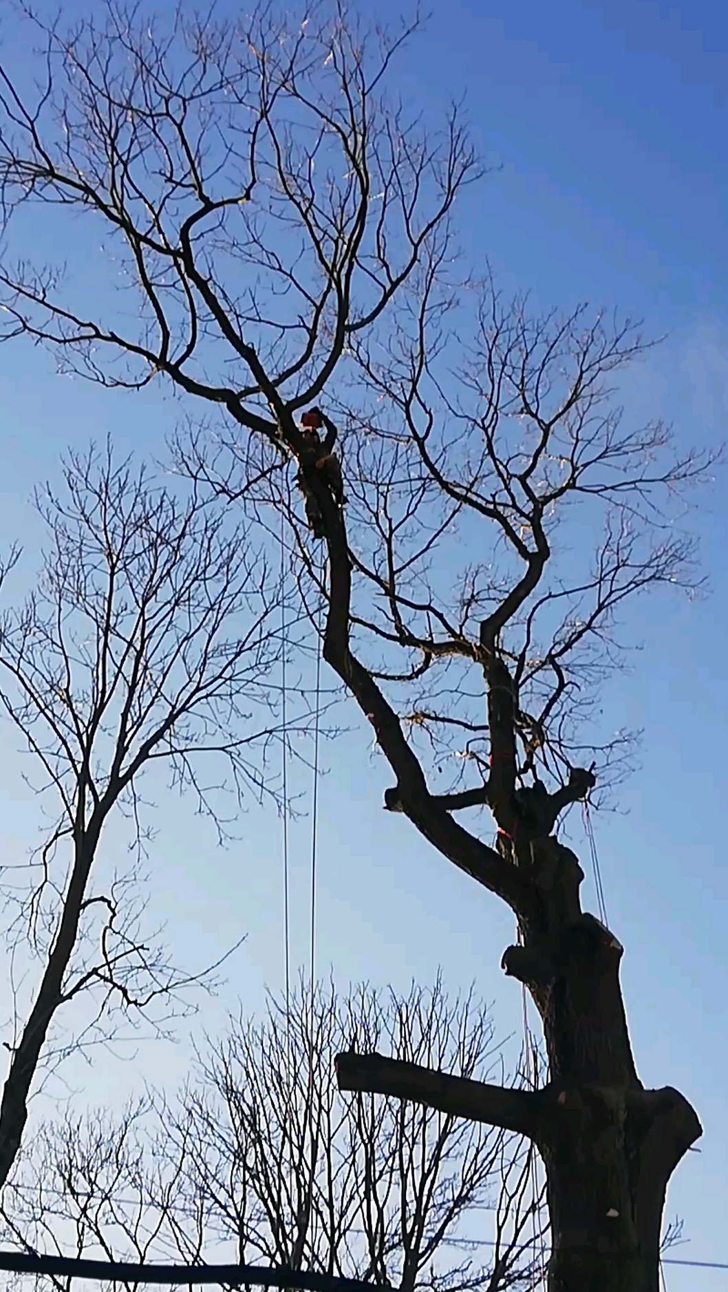 Pracownik w uprzęży na wysokim drzewie bez liści, przycinający gałęzie, widok z dołu na tle błękitnego nieba.