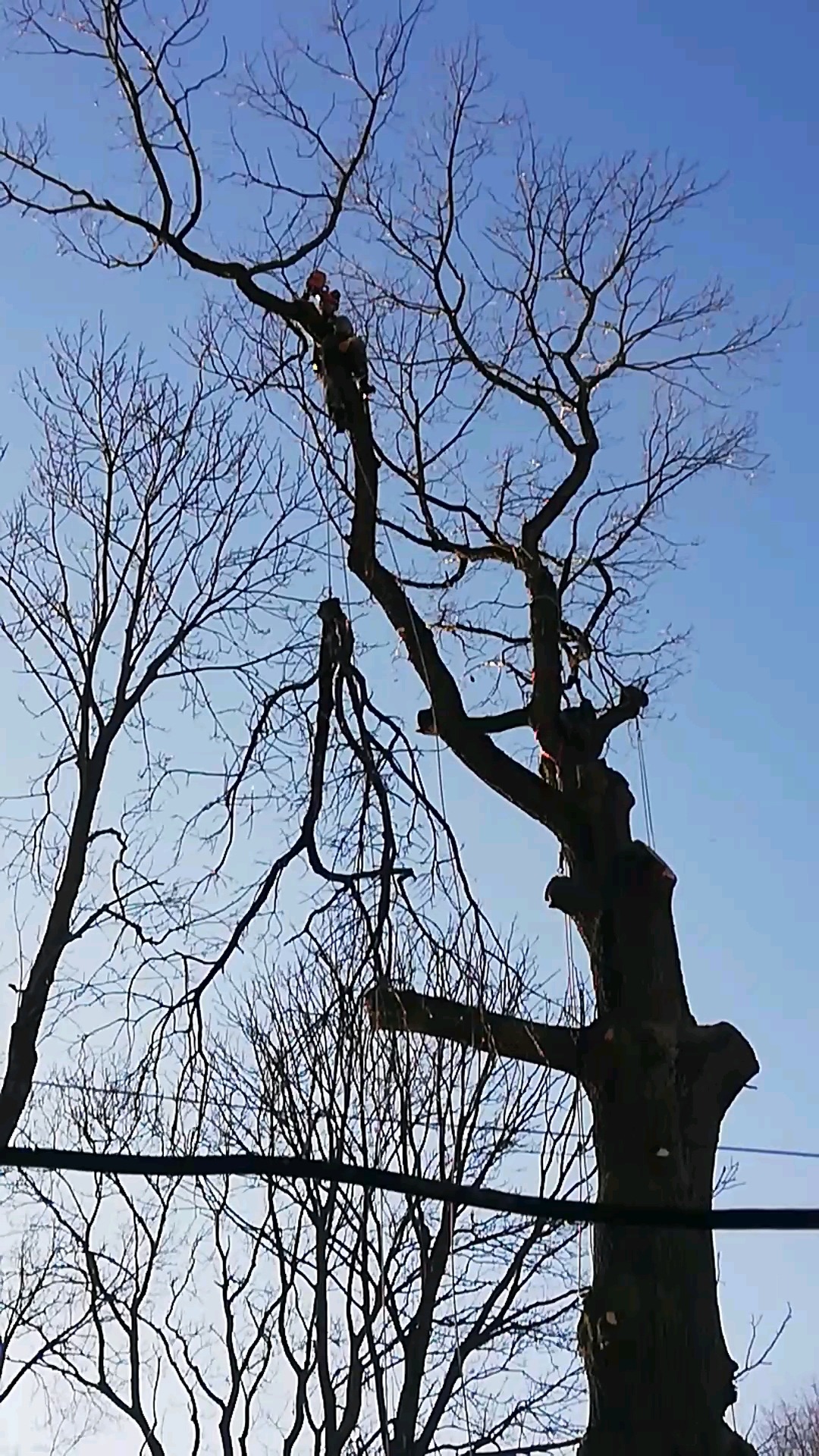 Arborysta na drzewie bez liści, zabezpieczony linami, przycina gałęzie na tle błękitnego nieba.