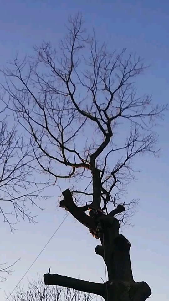 Przycięte drzewo z widocznymi świeżymi cięciami konarów, zabezpieczone liną, na tle błękitnego nieba.