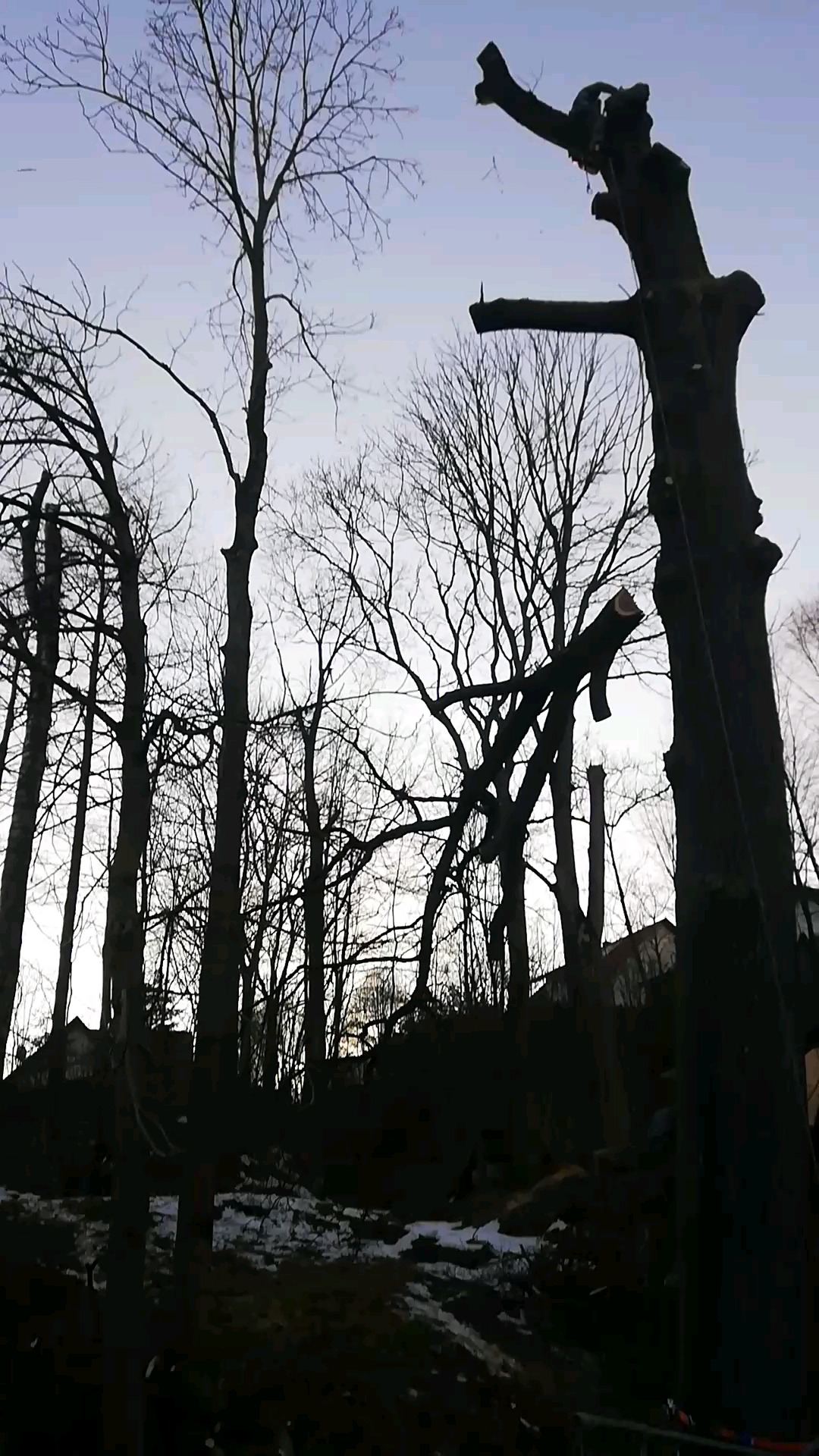 Przycięte drzewa w okresie zimowym, widoczne ślady śniegu na ziemi, fragmenty pni po obciętych gałęziach.