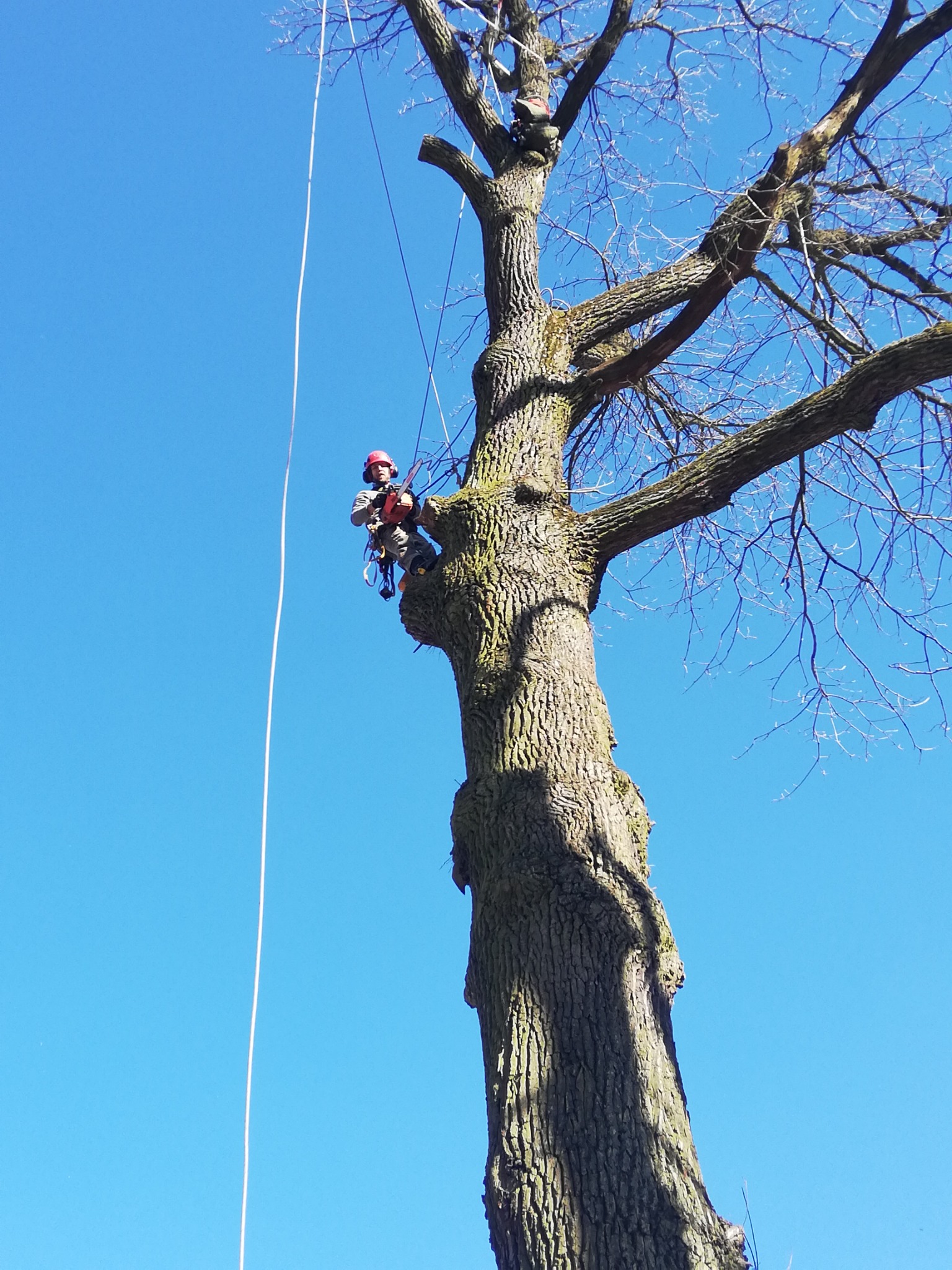 Arborysta w kasku i uprzęży, zabezpieczony linami, siedzi na grubym konarze drzewa bez liści na tle błękitnego nieba, przygotowując się do cięcia gałęzi za pomocą piły łańcuchowej.