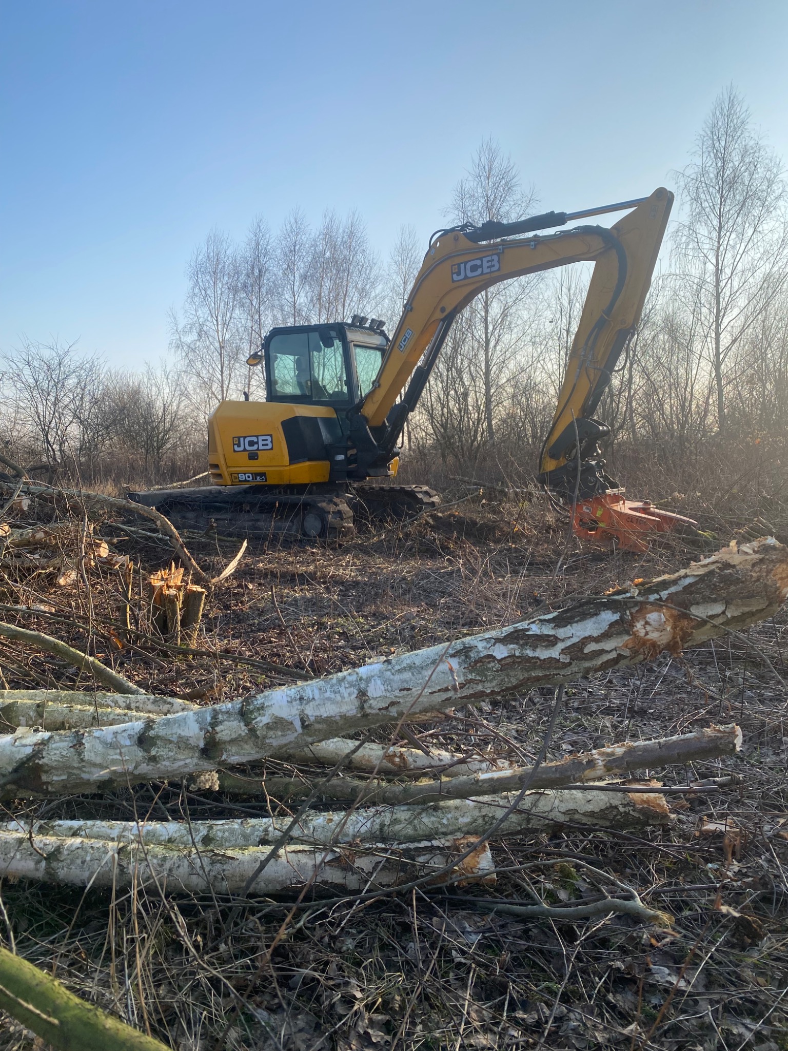 Żółta koparka JCB 90Z-1 z hydraulicznym chwytakiem tnącym drzewa w terenie z powalonymi pniami brzóz, błękitne niebo w tle.