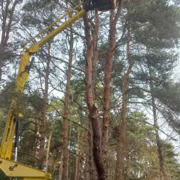 Przycięcie drzewa z podnośnika
