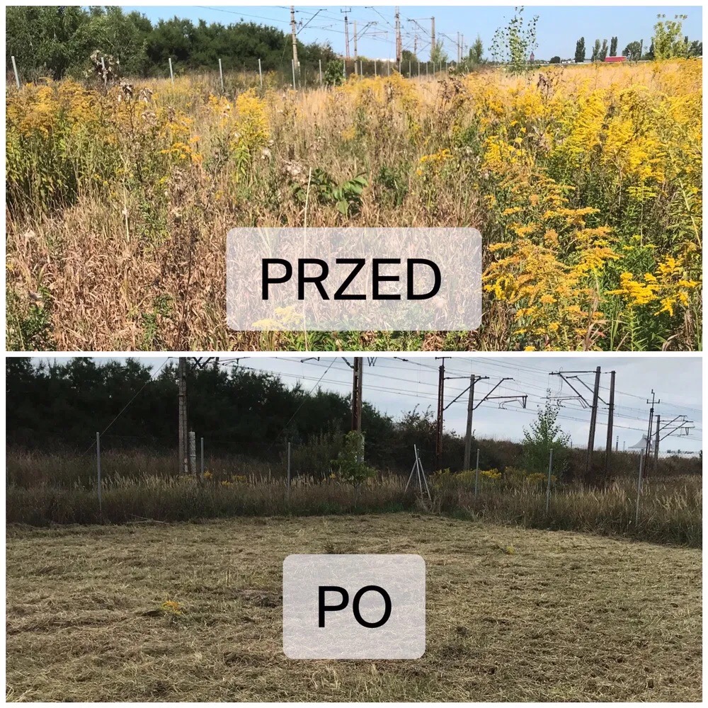Dwa ujęcia tego samego terenu: górne przedstawia zarośnięte pole z żółtymi kwiatami i wysoką trawą, dolne ukazuje skoszone pole z widocznymi śladami koszenia, w tle słupy i przewody elektryczne.
