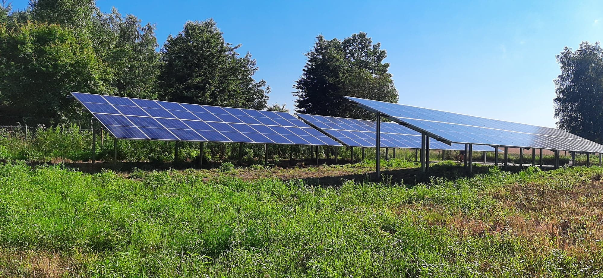 Rząd paneli słonecznych ustawionych na łące z wysoką trawą, z drzewami w tle pod błękitnym niebem.