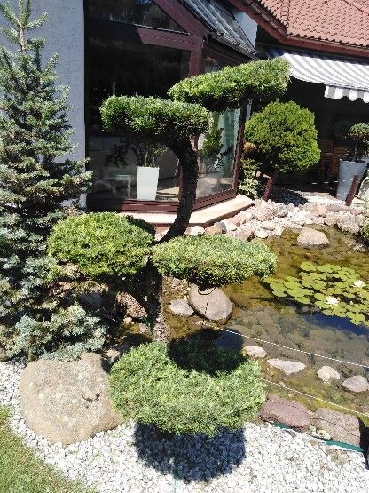 Formowany krzew iglasty z oczkiem wodnym i liliami wodnymi w ogrodzie przy szklanej werandzie.