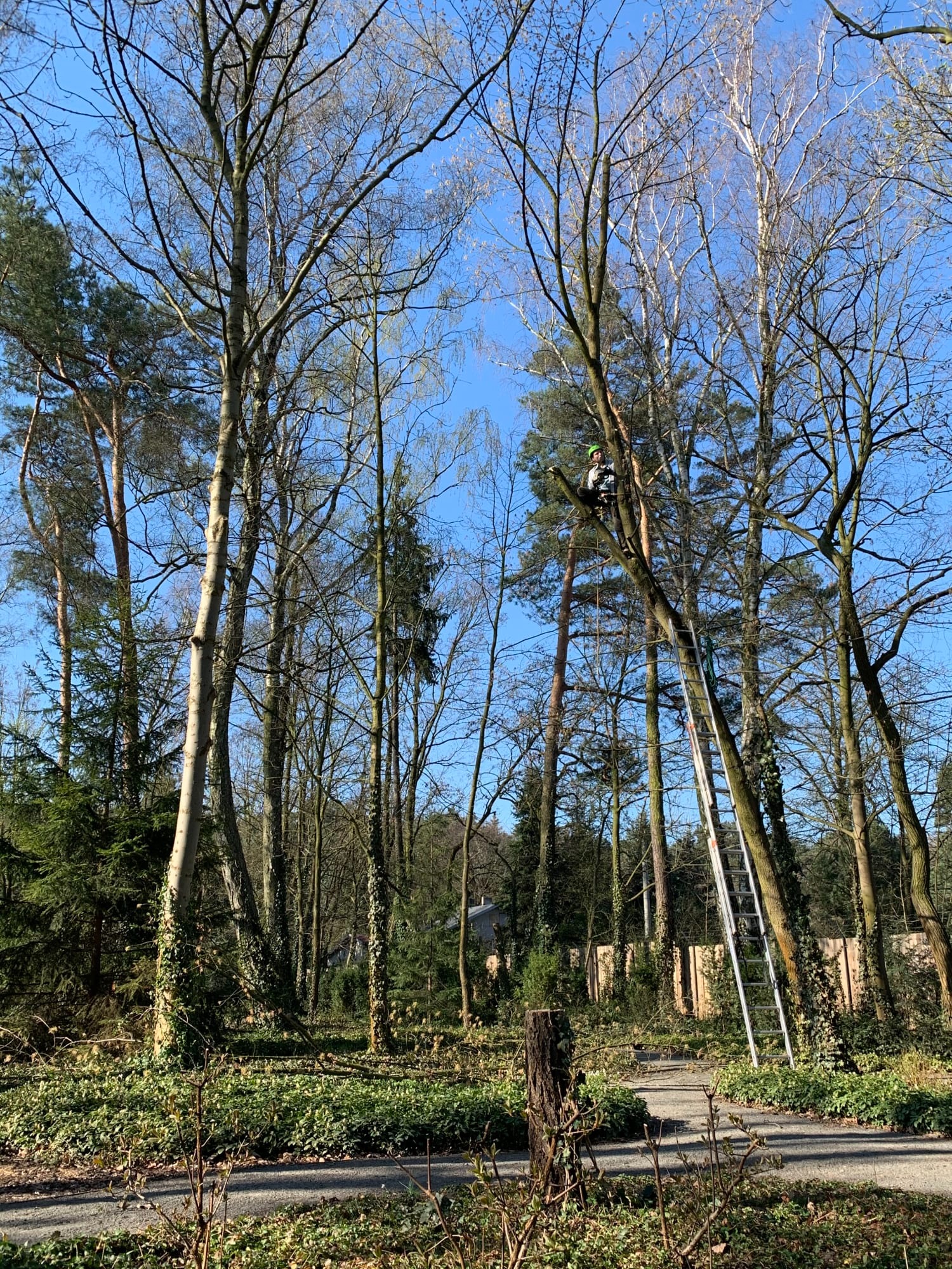 Arborysta w kasku, zabezpieczony liną, przycina gałęzie wysokiego drzewa z użyciem drabiny w słoneczny dzień. Widoczne świeżo obcięte gałęzie na ziemi.