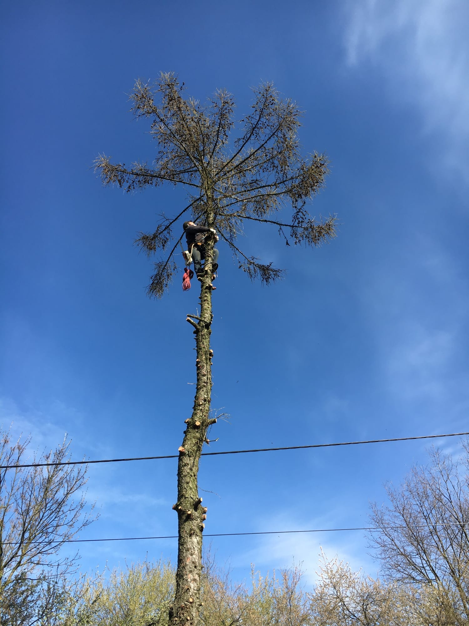 Arborysta w uprzęży, przycina wysokie, uschnięte drzewo z użyciem piły łańcuchowej na tle błękitnego nieba.