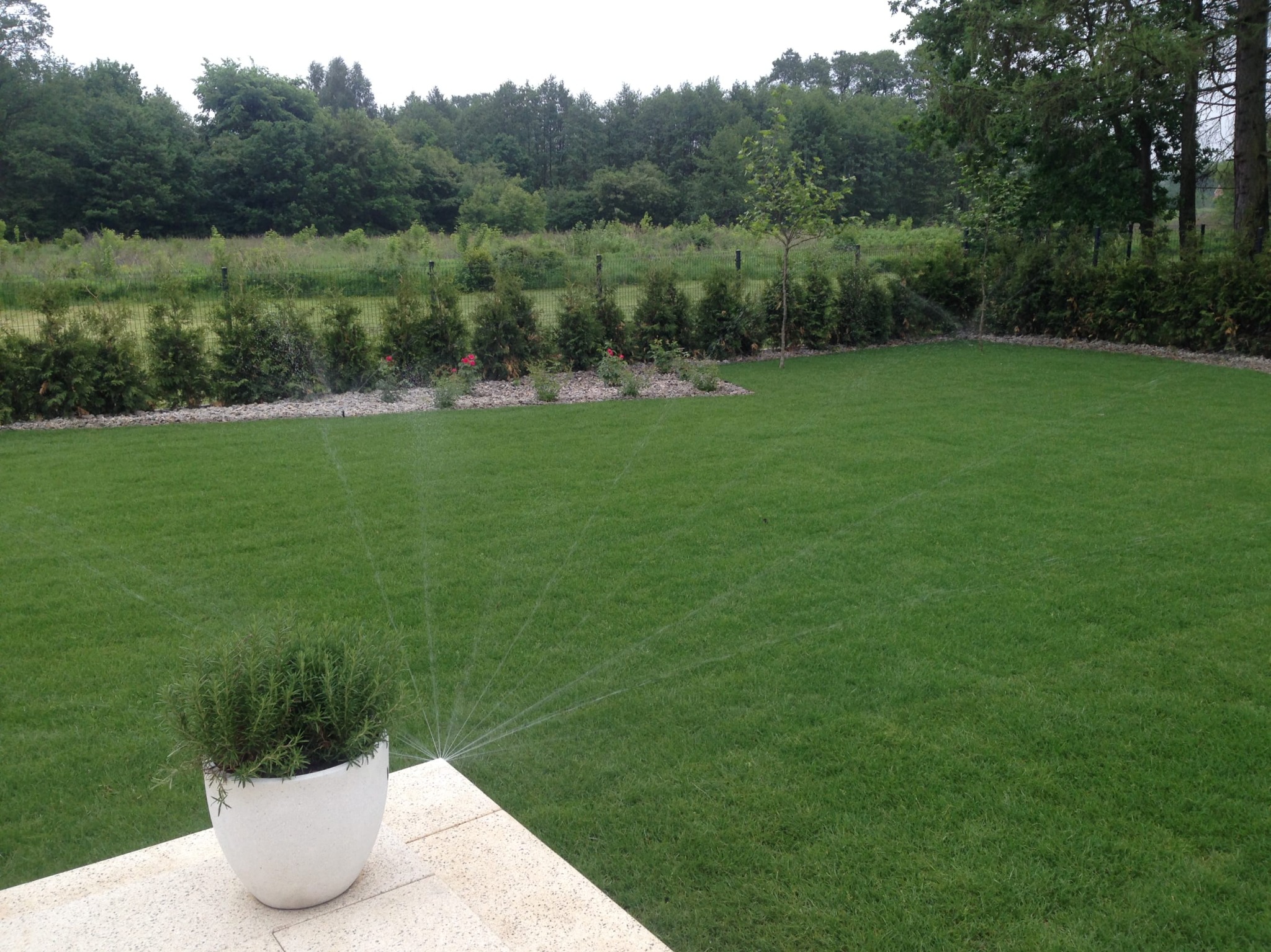 Nawadnianie trawnika zraszaczem, w tle rząd tuj i drzew, na pierwszym planie donica z ziołami.